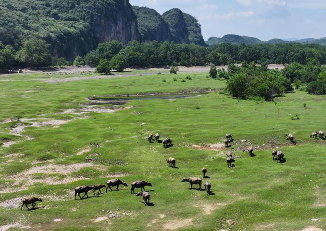 桂林漓江夏牧图：生态牧歌映碧峰 水牛踏浪入画来